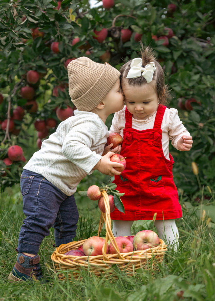 Cute family portraits of toddlers kissing and picking apples for the first time in an orchard